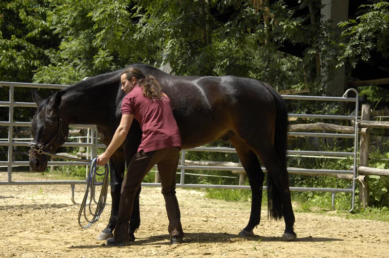 Bewegungstherapeutisches Funktionstraining für Pferde