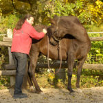Manuelle Therapie beim Pferd