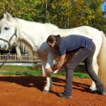 Manuelle Therapie beim Pferd